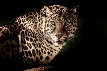 leopard-2895448_640.jpg
