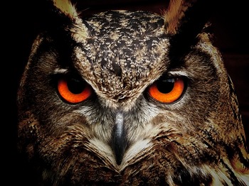owl-50267_640.jpg